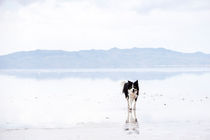 Salty Border Collie by Brent Olson