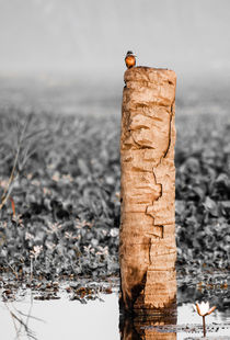 Kingfisher on a stump. von Brent Olson