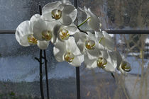Orchideenfenster von Chris Berger