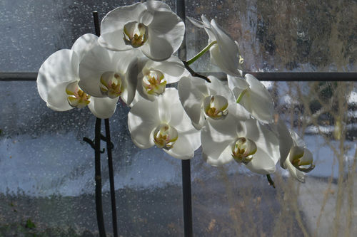 Orchideenfenster-gerichtetnic