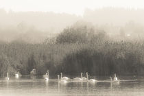 Schwanensee / Swan Lake von Petra Gertitschke
