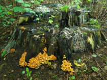 Baumstumpf mit Pilzen von Sabine Radtke
