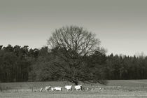 Wie Kühe auf der Weide by Bastian  Kienitz