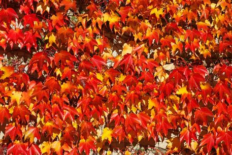 Oktober-herbst-herbstzeit-natur-herbstlich-herbstblatt-blaetter-010