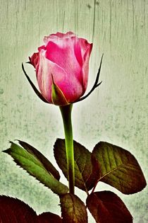 I love roses by leddermann