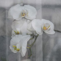 Orchidee -Hinterm Vorhang von Chris Berger