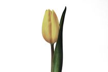 Yellow tulip bleached by leddermann