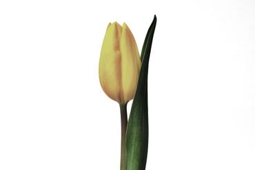Tulpe-gelb-001d-6000