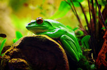 Green Frog von Glen Mackenzie