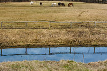 Horses in Farm von phardonmedia