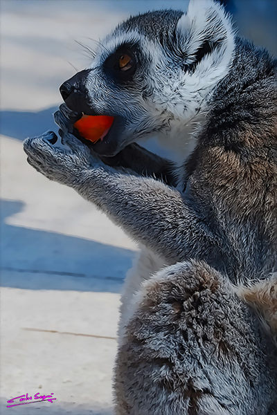 Lemur-01