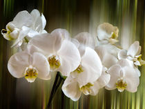 Orchideenzauber by Chris Berger