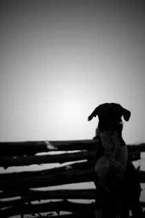 Snoop Dog by Bastian  Kienitz