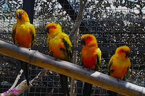 Birds von Carlos Segui
