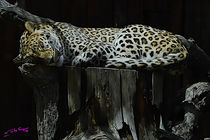 Leopard von Carlos Segui