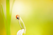 Say hello to Ladybug von Arletta Cwalina