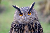 Uhu - Owl - Eule by Jörg Hoffmann