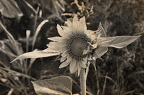 Sonnenblume von Christina Beyer