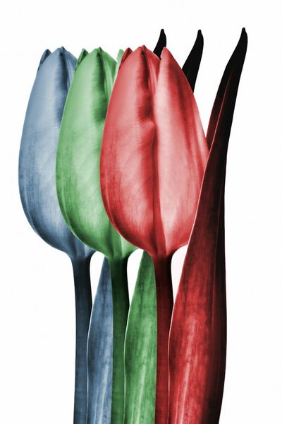Tulpe-003-blau-gruen-rot4000x6000