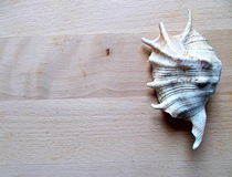 White seashell by esperanto