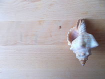Seashell from sea von esperanto