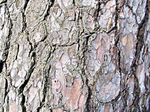 The bark of tree von esperanto