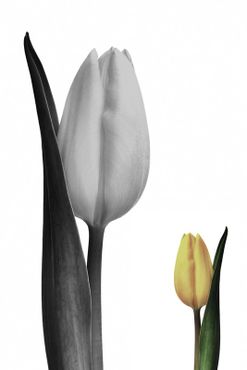Tulpe-gelb-004e-6000sw-gespb