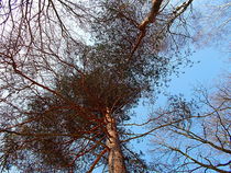 Upper branches of a tree von esperanto