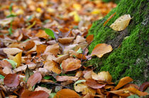 Herbstzeit von AD DESIGN Photo + PhotoArt