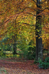 Herbstbäume von AD DESIGN Photo + PhotoArt