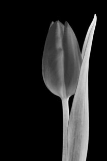 Glowing tulip white and black von leddermann