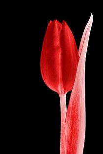 Tulip glowing red by leddermann
