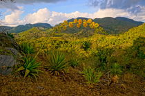 Agave in der Sierra de Escambray by Christian Behring