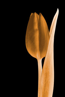 Tulip glowing orange von leddermann