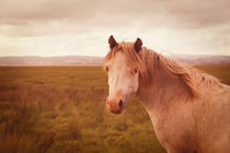 Wild horse von Steve Ball