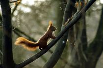 Auf geht's / Eichhörnchen I - Let's go / squirrel I by mateart