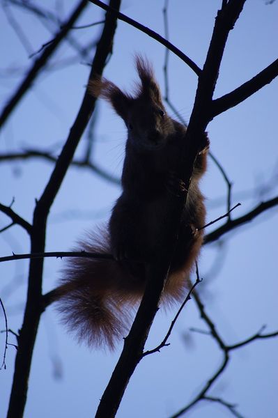 Squirrel-2
