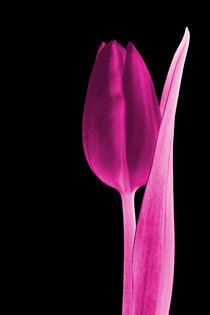 Tulip glowing pink by leddermann