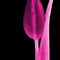 Tulpe-gelb-008-pink
