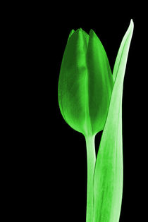 Tulip glowing green by leddermann
