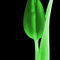 Tulpe-gelb-009-green2