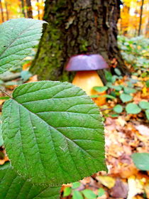 Mushroom behind leaf  by esperanto
