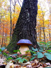 Mushroom under tree von esperanto