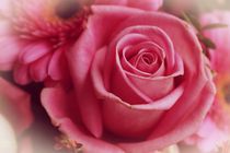 Rose in pink von leddermann
