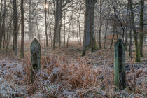  Misty Forest Sunrise von David Tinsley