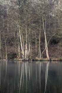 Winter at Cannop Ponds by David Tinsley