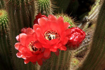 Flowering Cactus von Aidan Moran