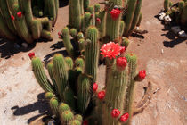 Red Flower Cactus by Aidan Moran