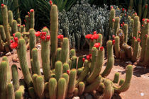Flowering African Cactus von Aidan Moran