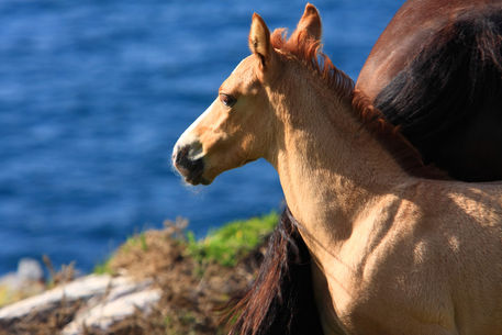 Aa-colt-black-horse-tail-color